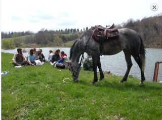  équitation 